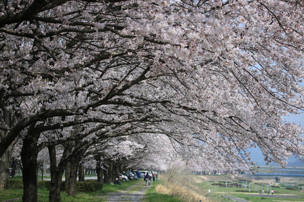 お花見日和