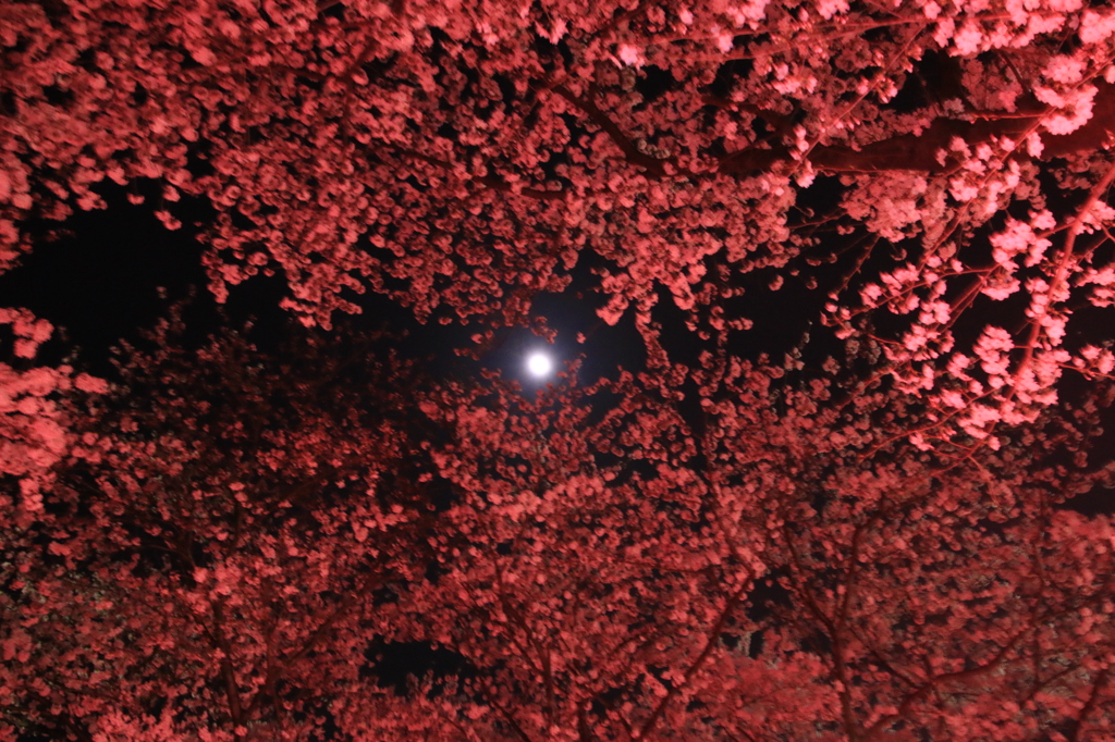 月と桜