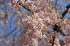 枝垂れ桜
