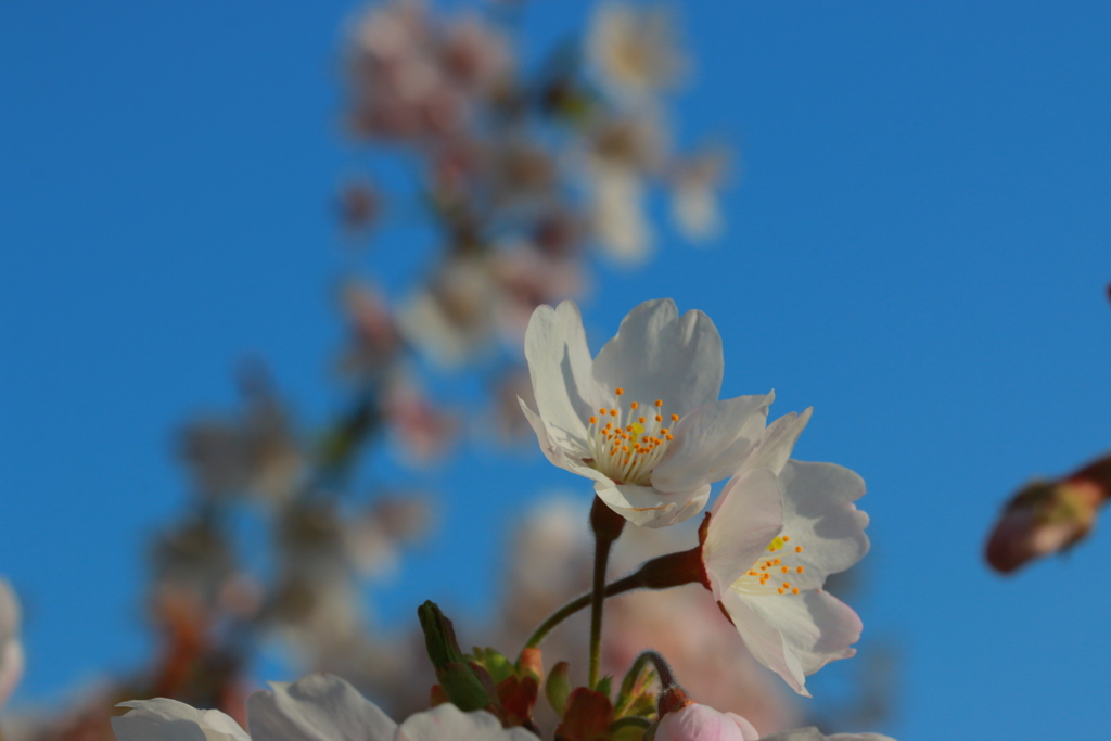 桜