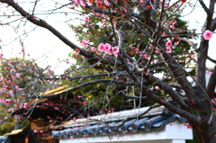 春らしいものを探して３