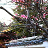 春らしいものを探して３