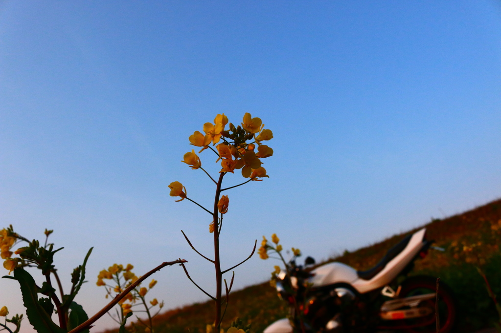 土手に咲く菜の花