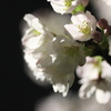 夜桜