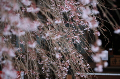 枝垂れ桜