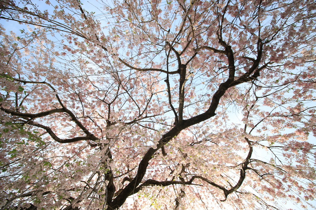 桜シャワー