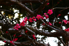 春らしいものを探して２