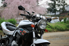 愛車と桜