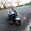 桜降る