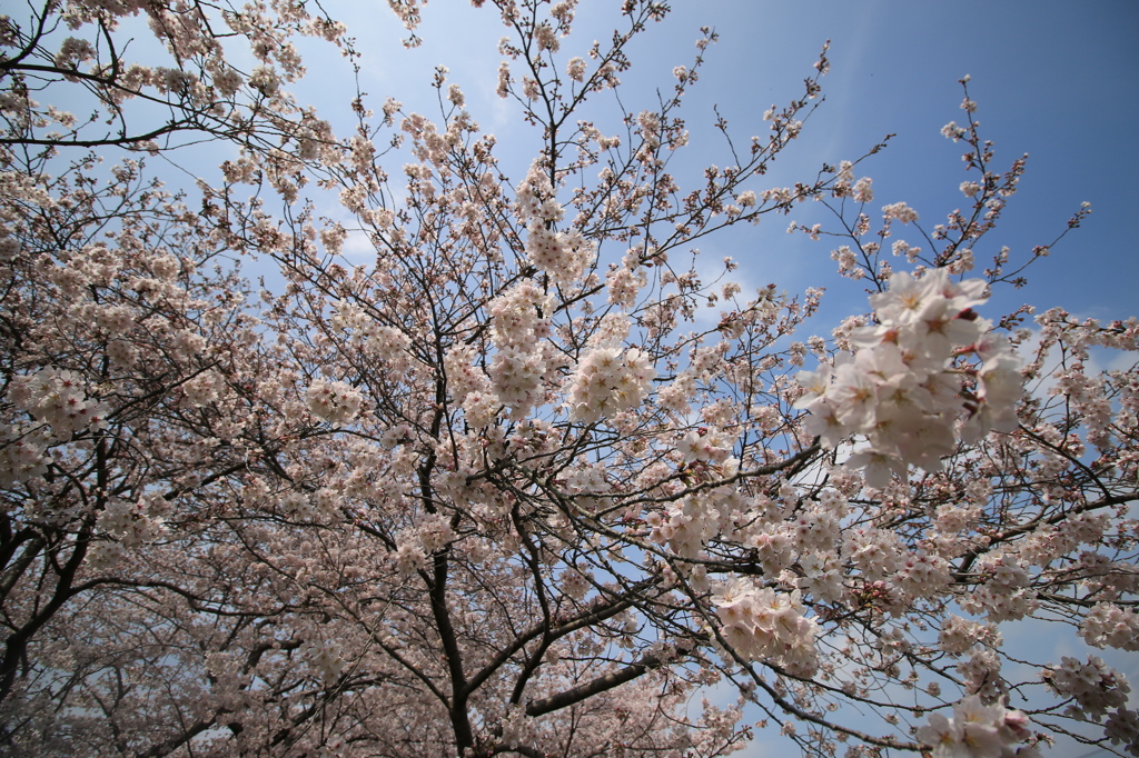 桜シャワー