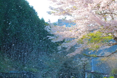 桜猛吹雪