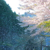 桜猛吹雪