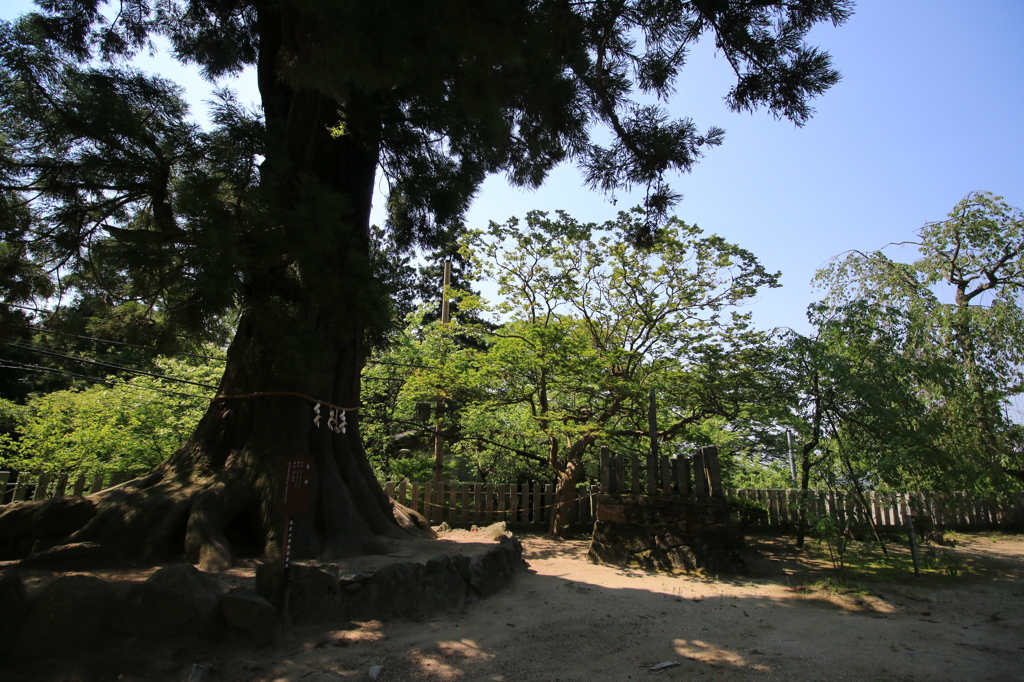 樹齢800年