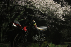 夜桜ツーリング