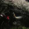夜桜ツーリング