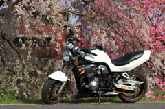 バイクと枝垂れ桜