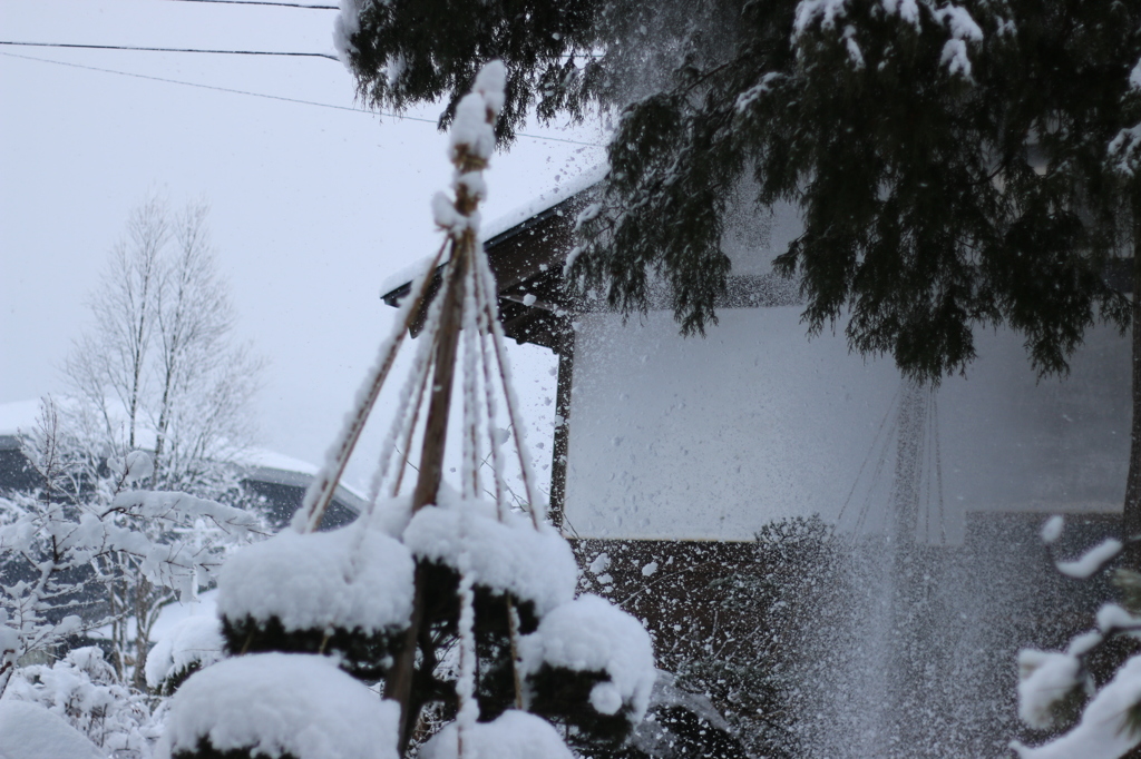 落雪