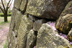 丸亀城の石垣に残された桜