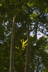 bamboo
