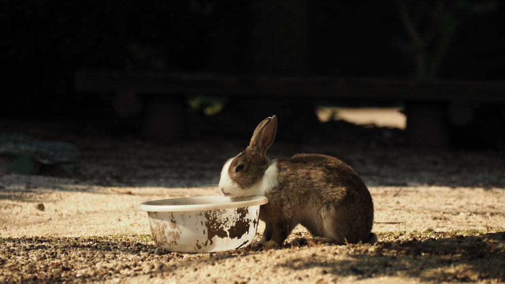 うさぎ6