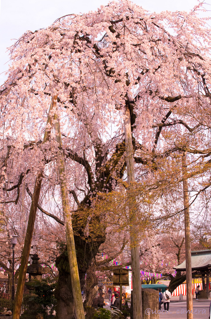 桜