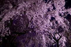 夜桜