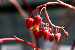 異国の花