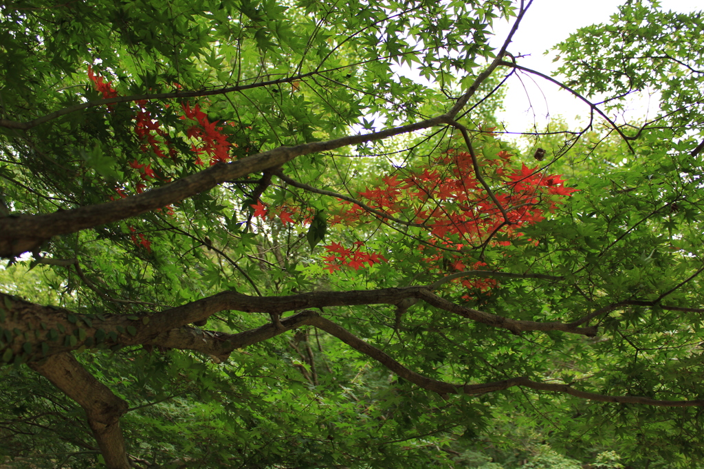 紅葉初期