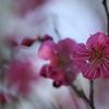 ＠太宰府・紅