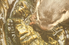 捕食