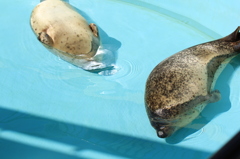 仲良くお昼寝♪