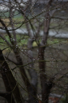 雨花