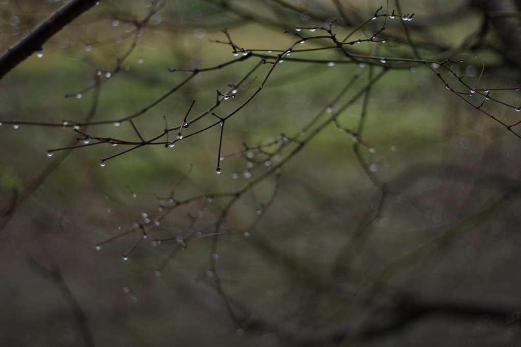 桜桃×雨