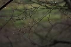 桜桃×雨