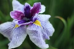 花中小池
