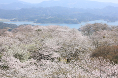 千本桜