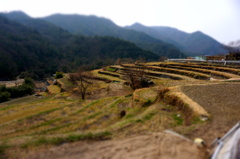 中山の千枚田～小豆島～