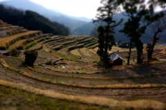 中山の千枚田～小豆島～