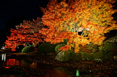 紅葉