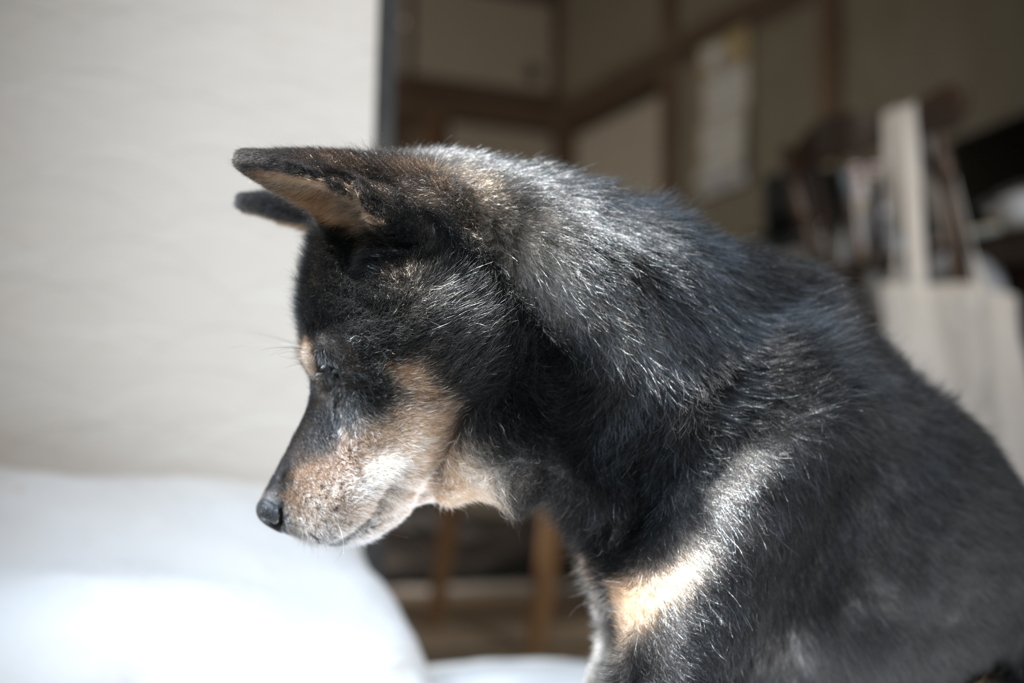 てつ君