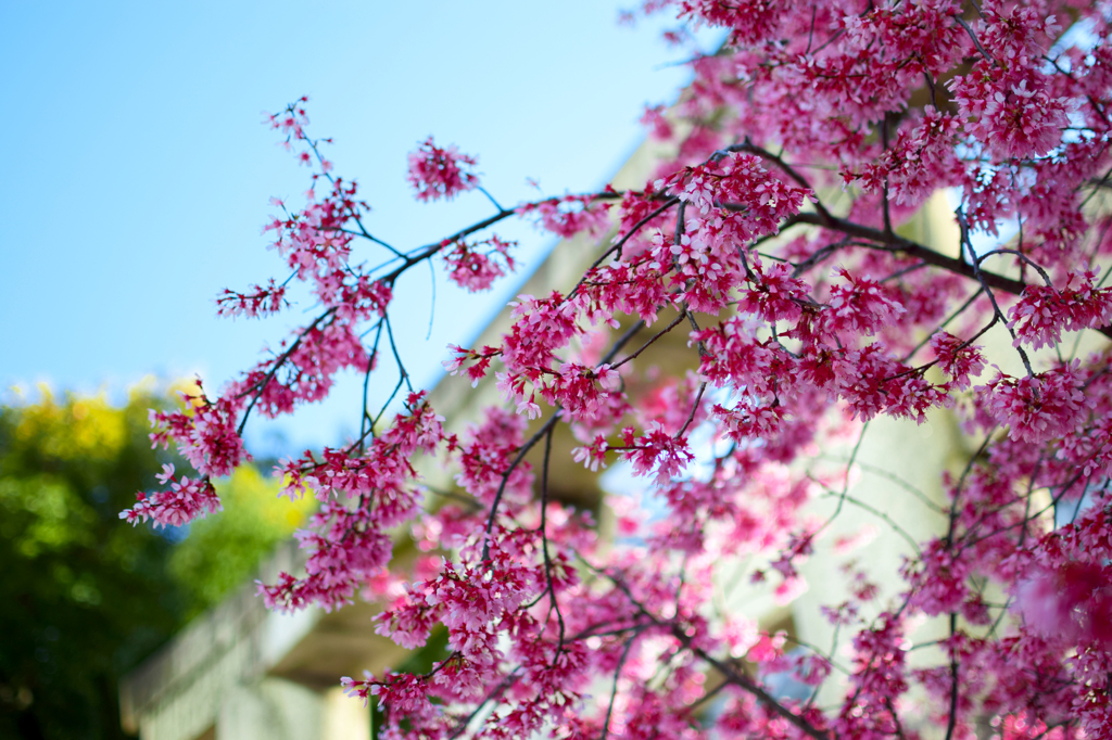 河津桜