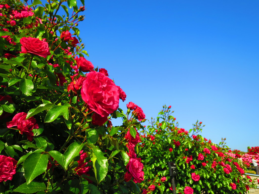 RED　ROSE