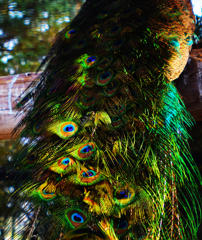 Peacock　Plumage