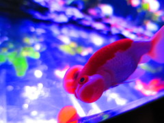 Aquarium