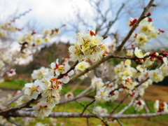 Ume blossoms.