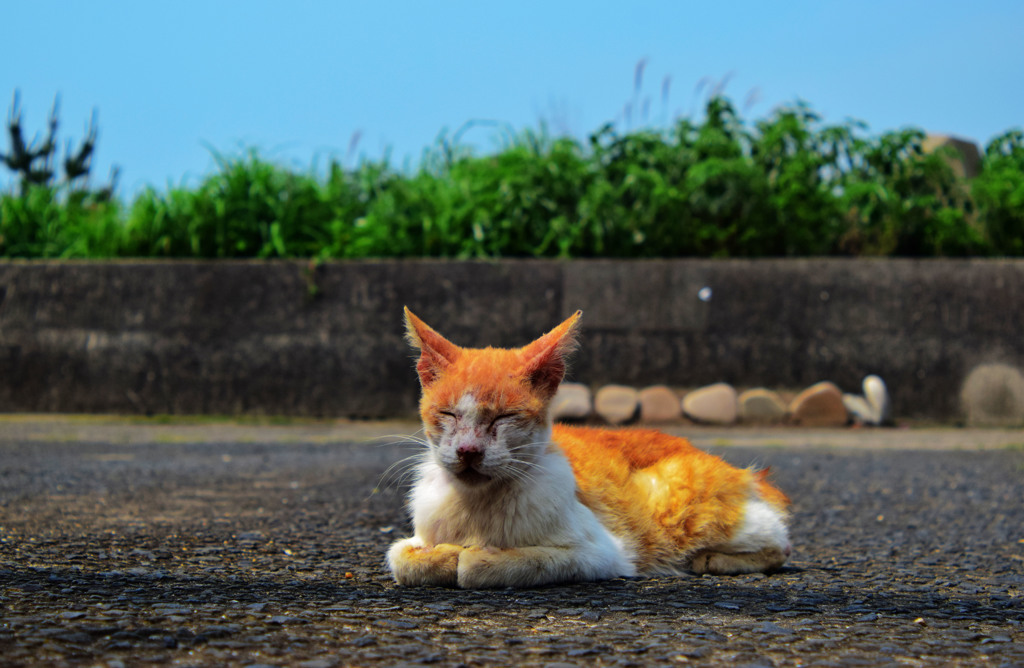 池島にゃんこ③