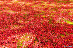 木洩れ日の紅葉絨毯