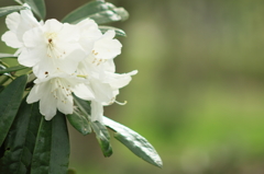 花木の王様