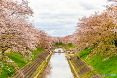 佐保川の桜並木