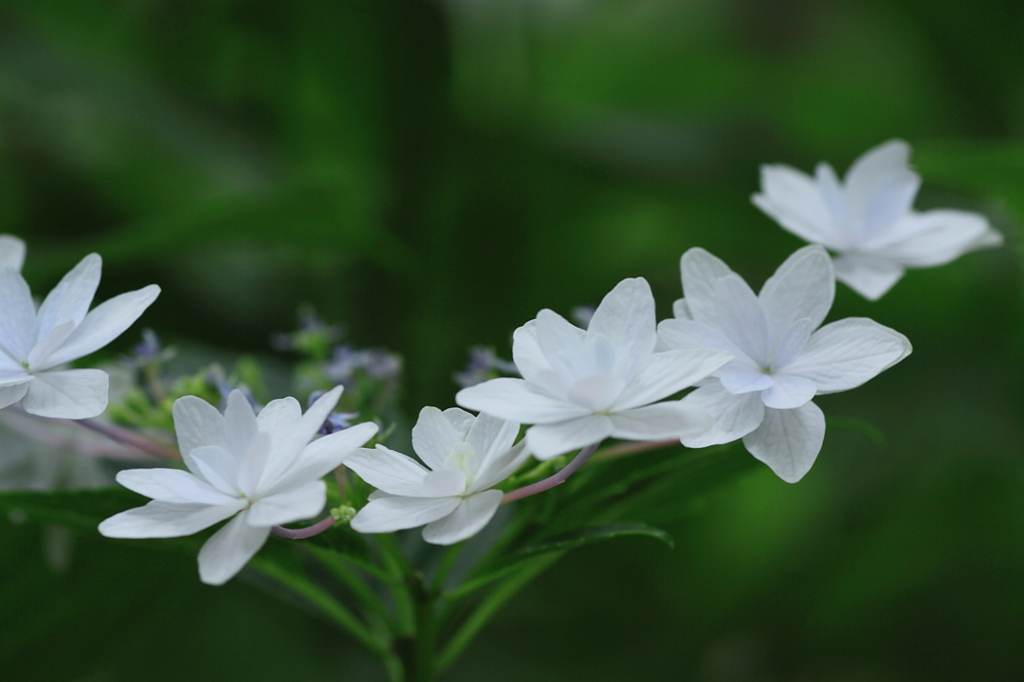 青白い花火